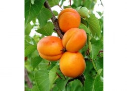 Prunus Armeniaca Veecot  / Veecot Kajszibarack